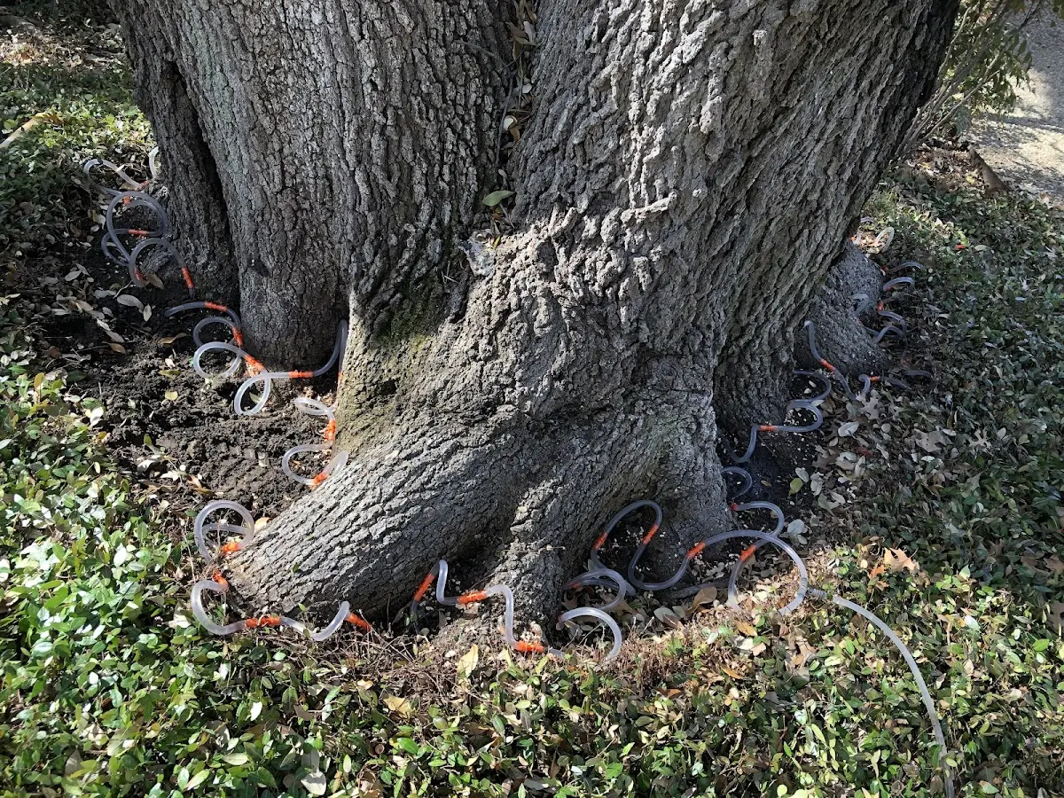 Detailed Tree Cabling and Bracing job site in West Yellowstone