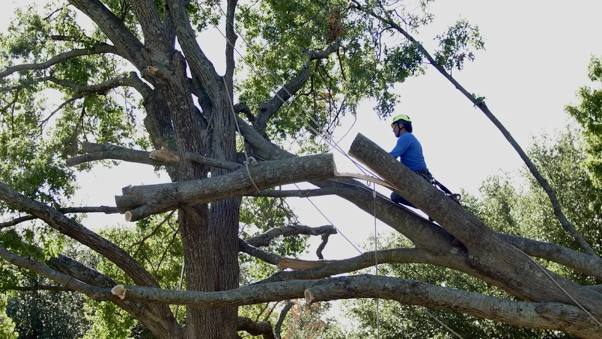Professional Hazardous Tree Removal performed by certified arborists in West Yellowstone